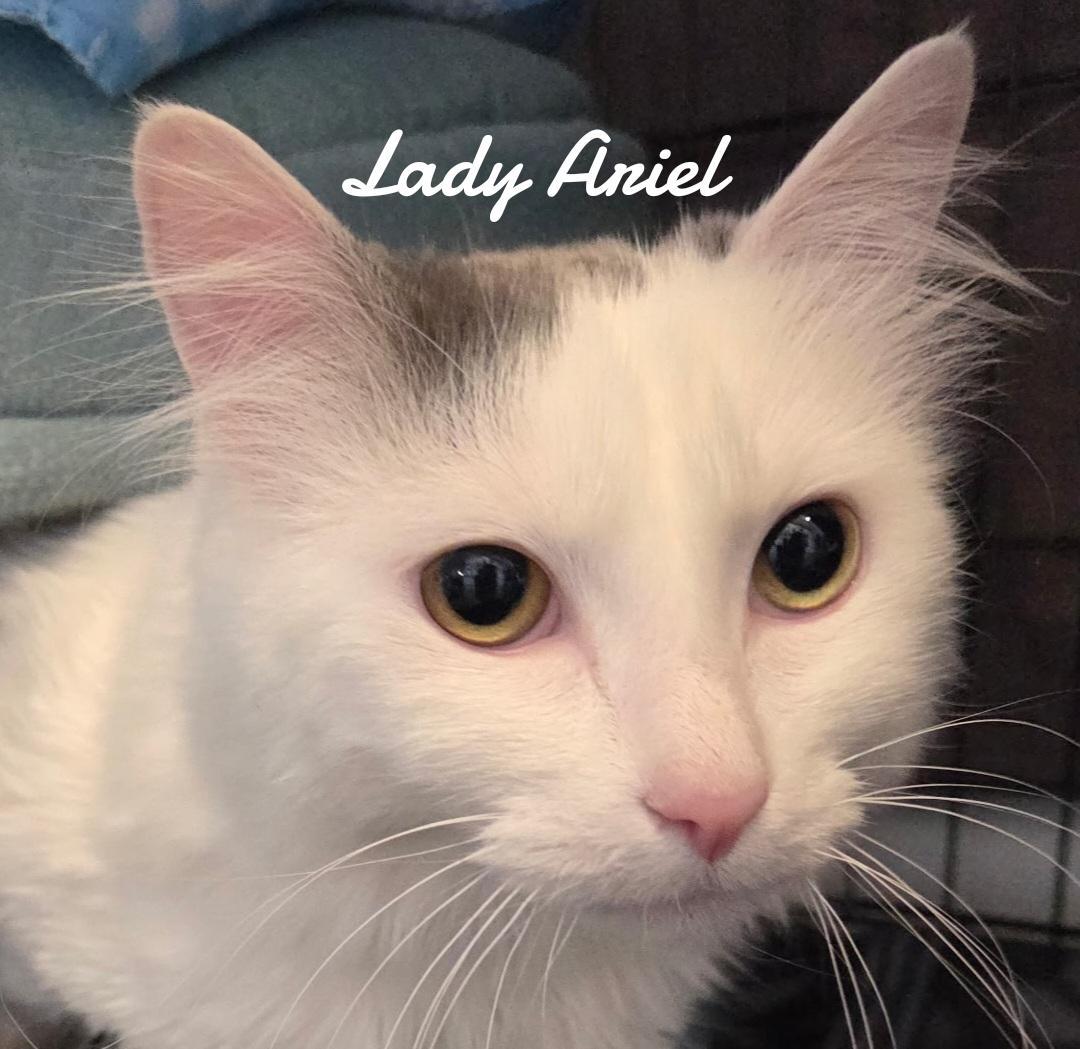 Enlarge Lady Ariel, a Adoptable Domestic Long Hair in Naugatuck, CT image 3/3