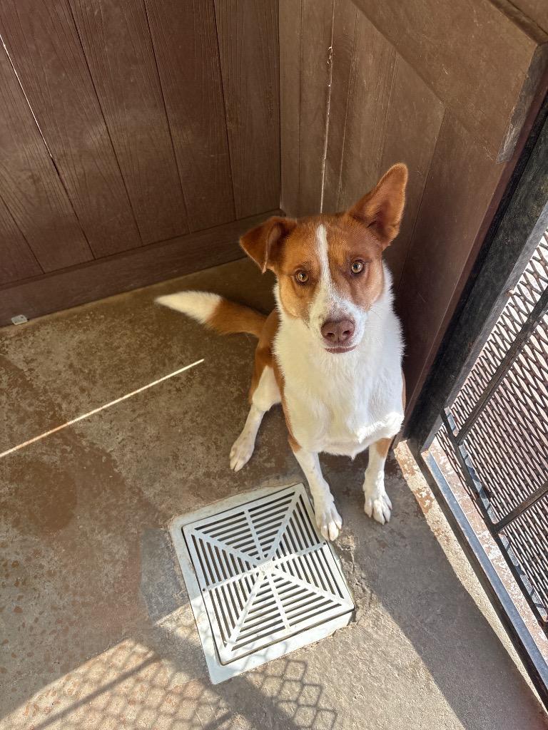 DUBLIN, Adoptable, Young Male Australian Shepherd.