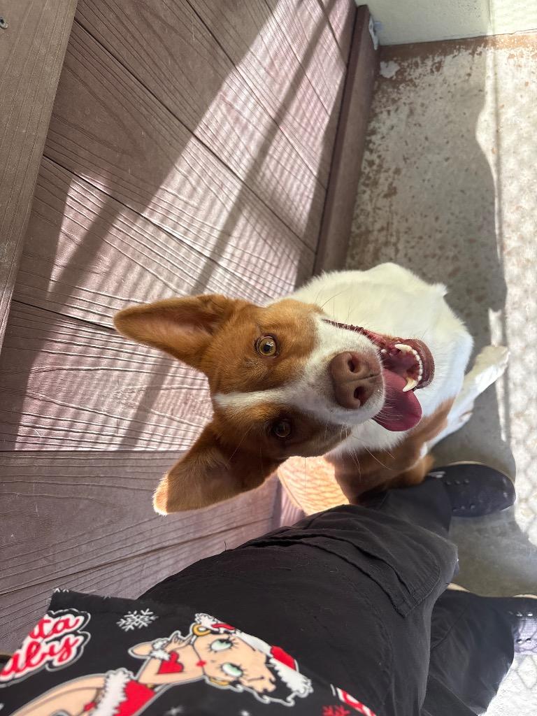 Enlarge DUBLIN, a Adoptable Australian Shepherd in Crossville, TN image 2/2