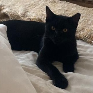 Enlarge Chaz, a ADOPTABLE Domestic Short Hair in Waltham, MA image 1/5