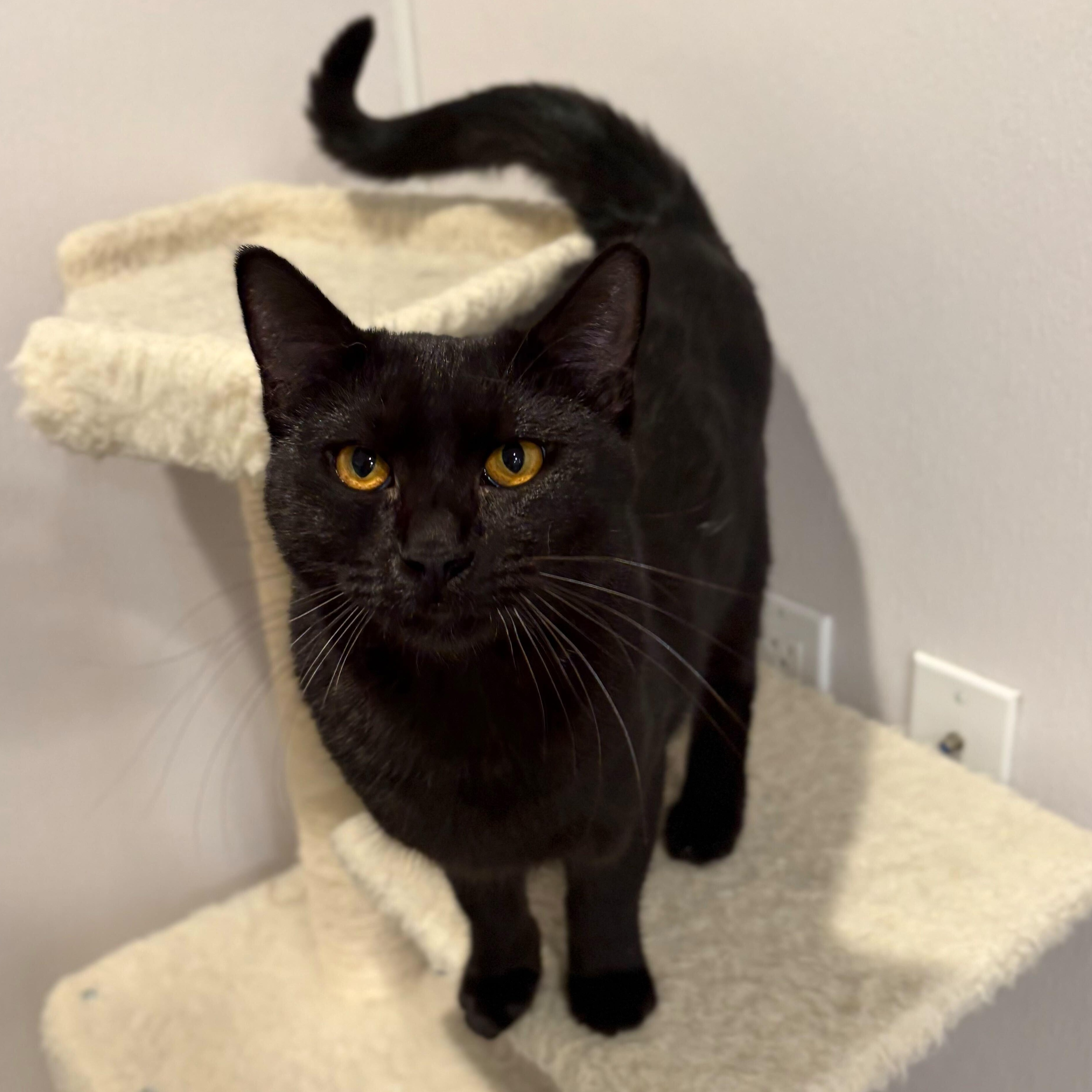 Enlarge Chaz, an adopted Domestic Short Hair in Waltham, MA image 1/5