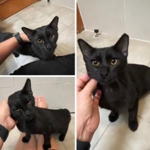 Enlarge Chaz, a ADOPTABLE Domestic Short Hair in Waltham, MA image 2/5