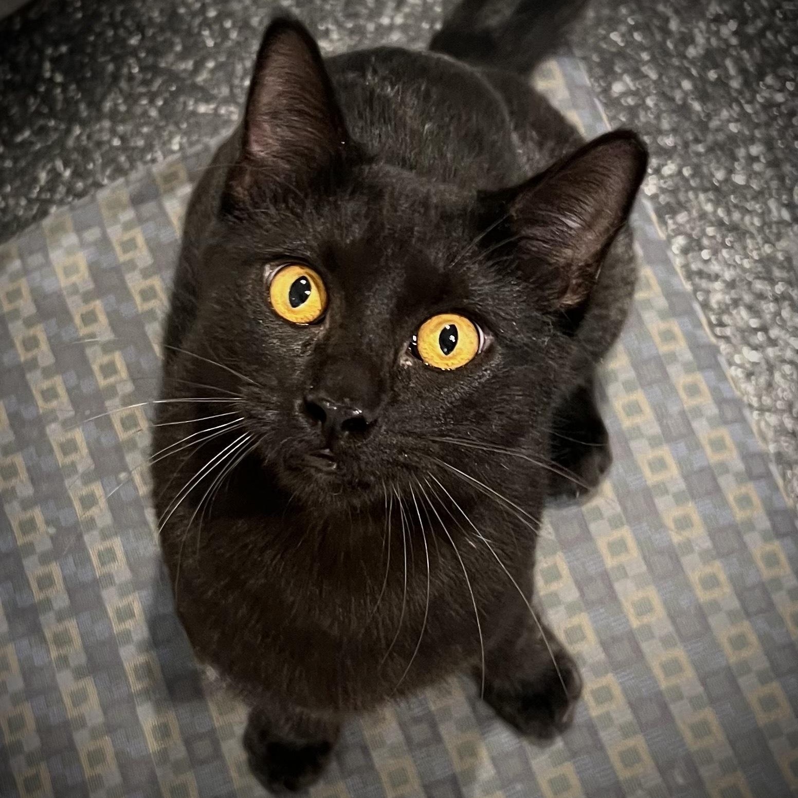 Enlarge Chaz, an adopted Domestic Short Hair in Waltham, MA image 4/5