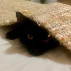 Enlarge Chaz, a ADOPTABLE Domestic Short Hair in Waltham, MA image 3/5