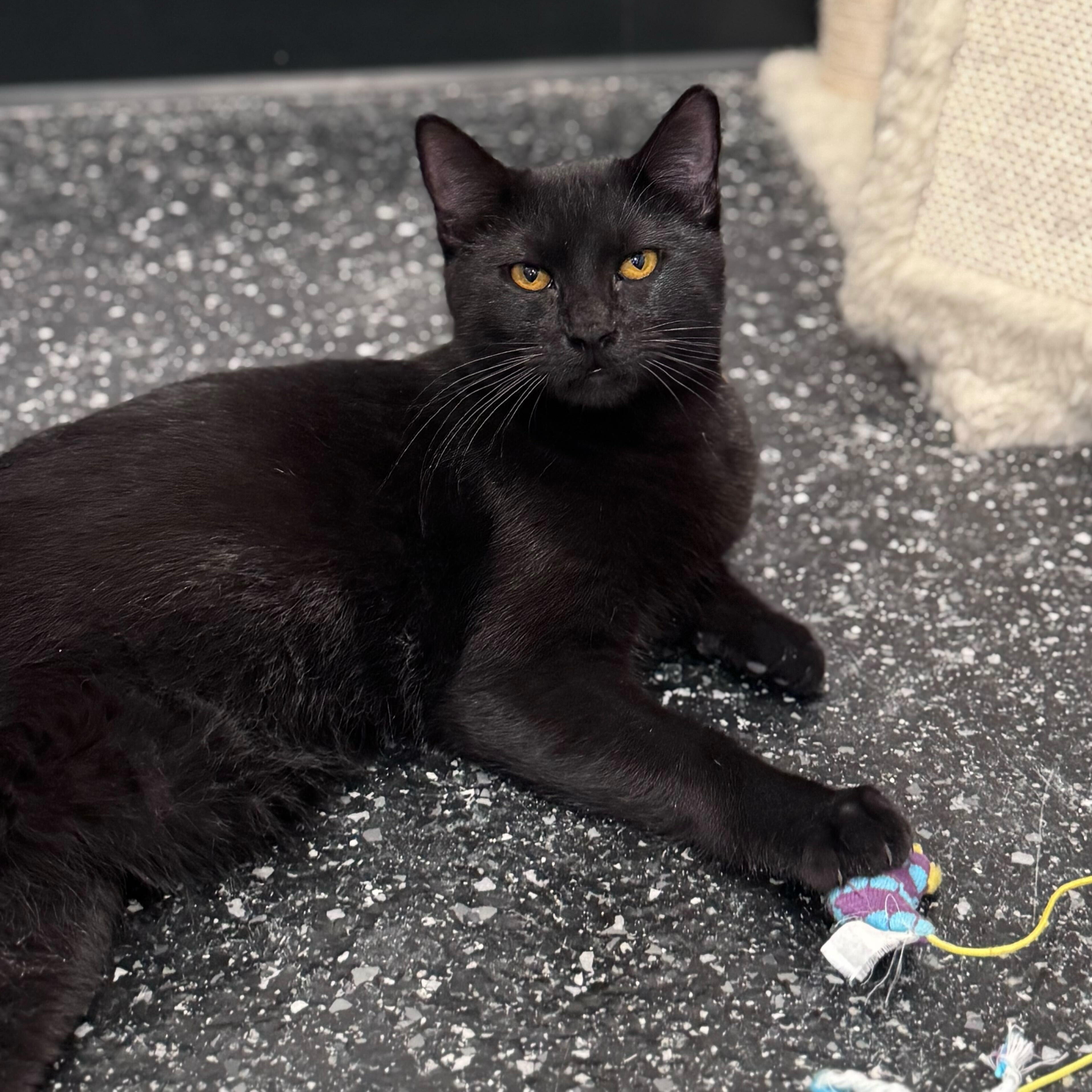 Enlarge Chaz, an adopted Domestic Short Hair in Waltham, MA image 2/5