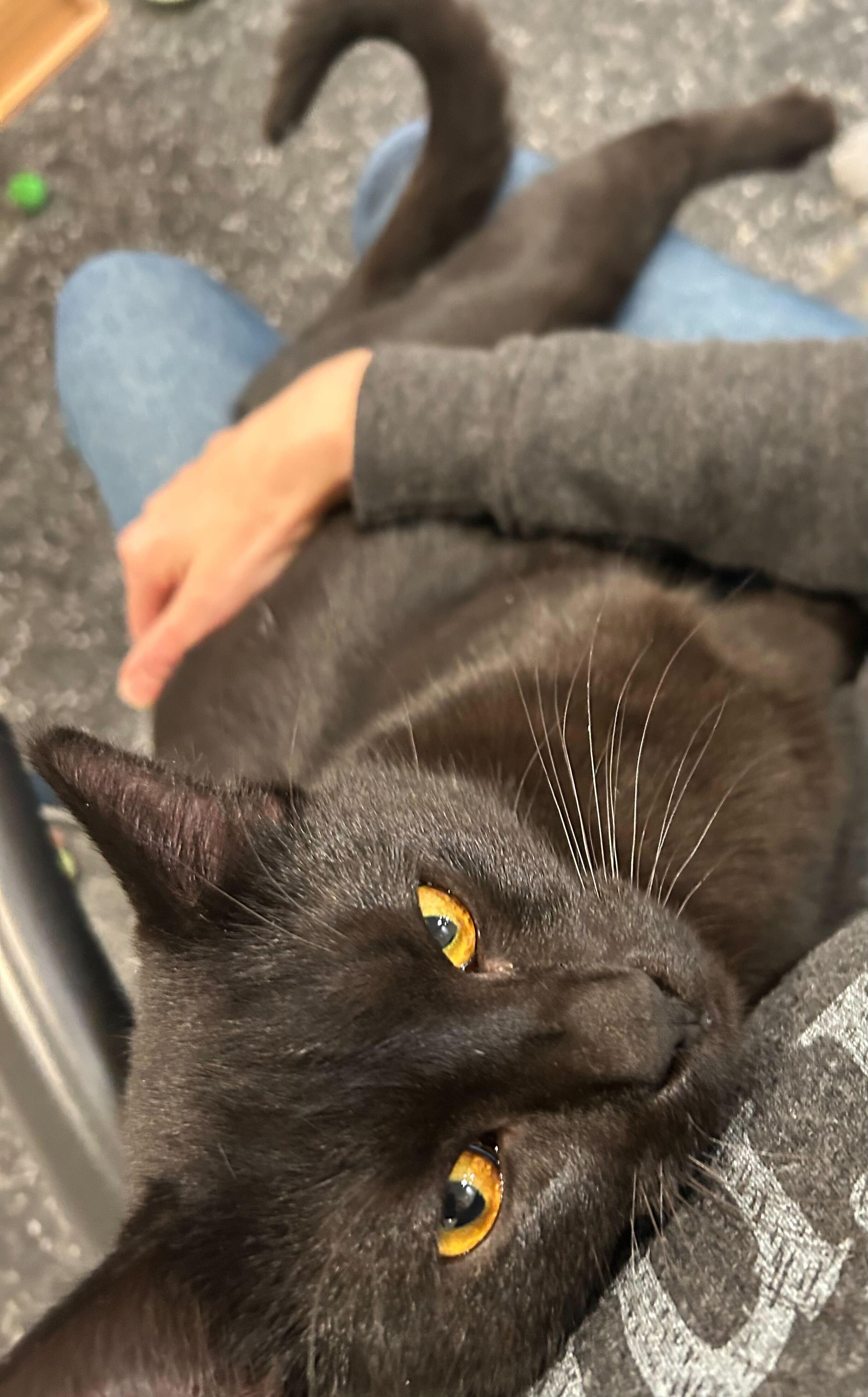 Enlarge Chaz, an adopted Domestic Short Hair in Waltham, MA image 3/5