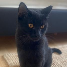 Enlarge Chaz, a ADOPTABLE Domestic Short Hair in Waltham, MA image 4/5