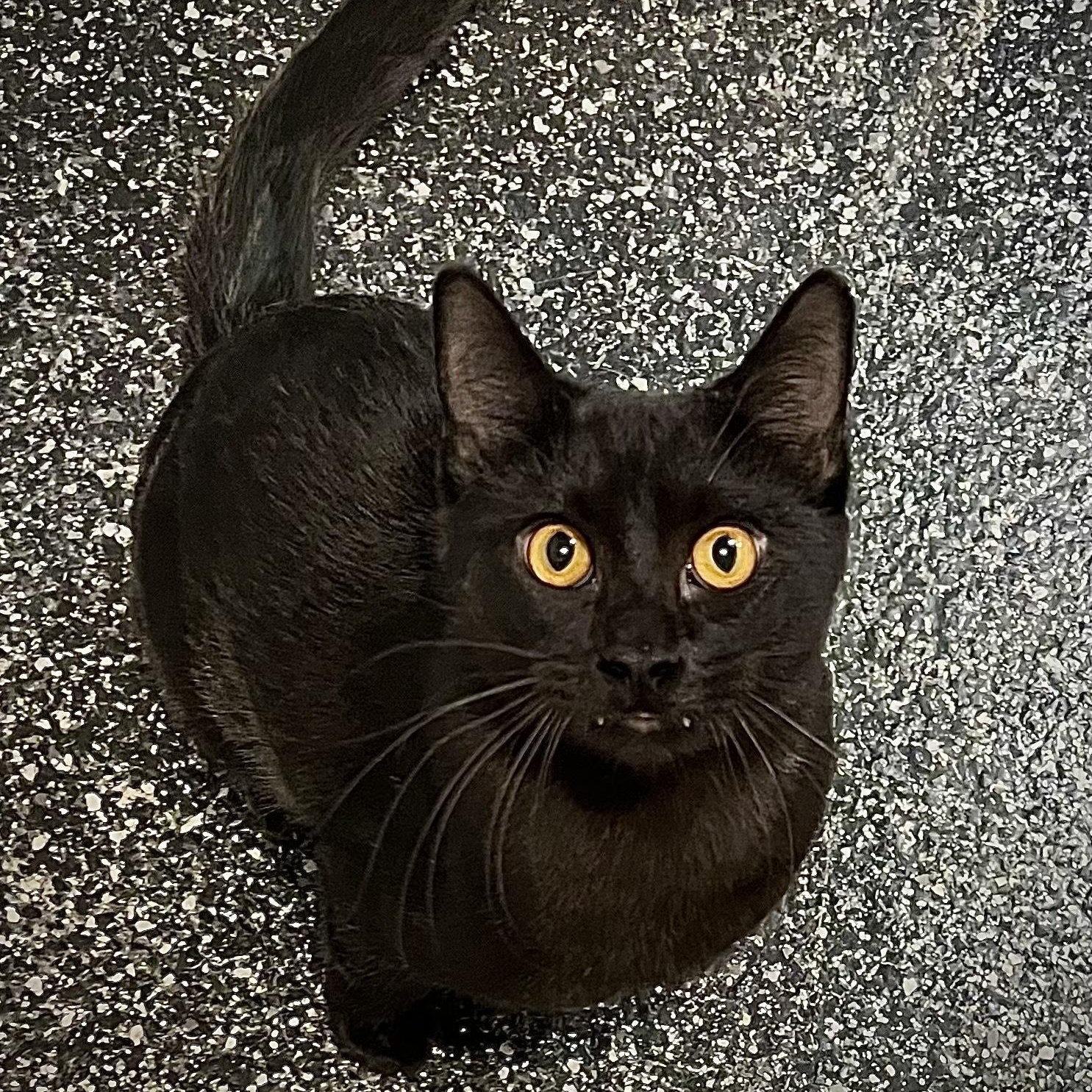 Enlarge Chaz, an adopted Domestic Short Hair in Waltham, MA image 5/5