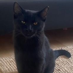 Enlarge Chaz, a ADOPTABLE Domestic Short Hair in Waltham, MA image 5/5