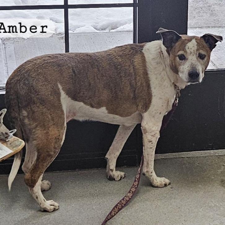 Enlarge Amber, a Adoptable Terrier in Ballston Spa, NY image 1/1