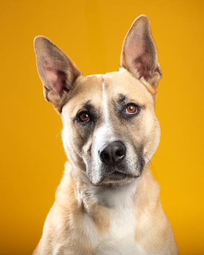 Juniper, a Adoptable mixed breed in Santa Paula, CA image 1/3