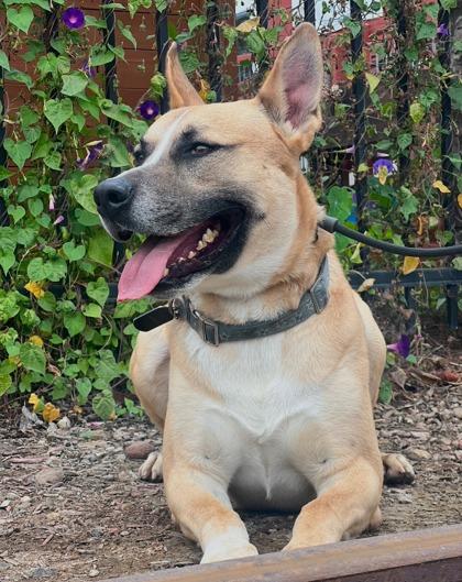 Enlarge Juniper, a Adoptable mixed breed in Santa Paula, CA image 2/3