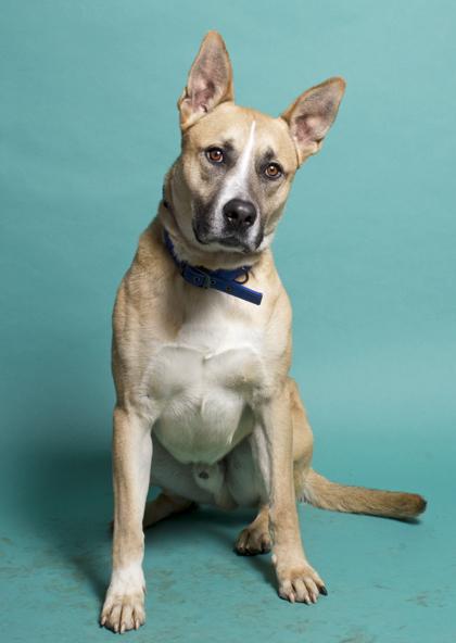 Juniper, a Adoptable mixed breed in Santa Paula, CA image 3/3