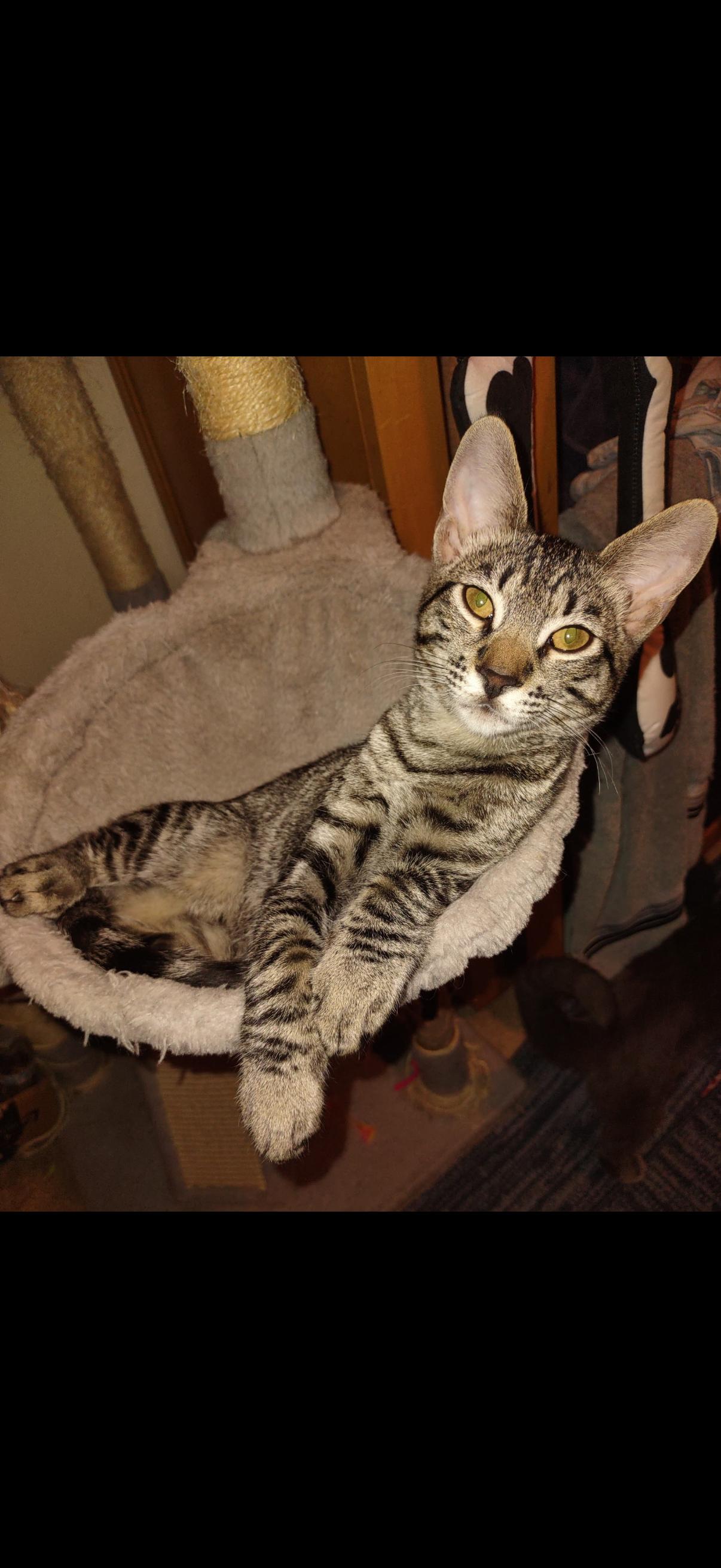 Enlarge Benjamin, a Adoptable Domestic Short Hair in Hanford, CA image 1/1