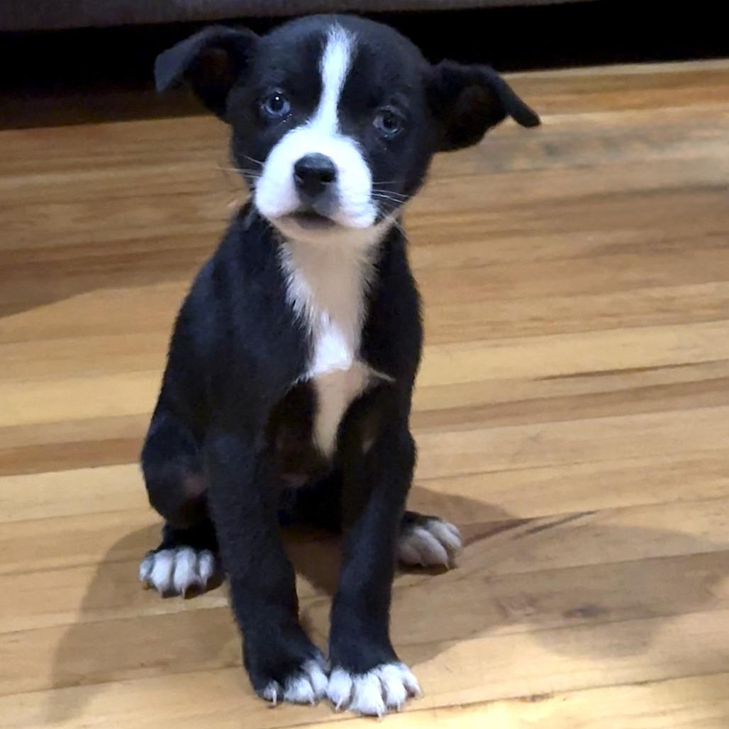 NY Piper (Foster in Carmel), Adoptable, Puppy Male Husky & Mixed Breed.