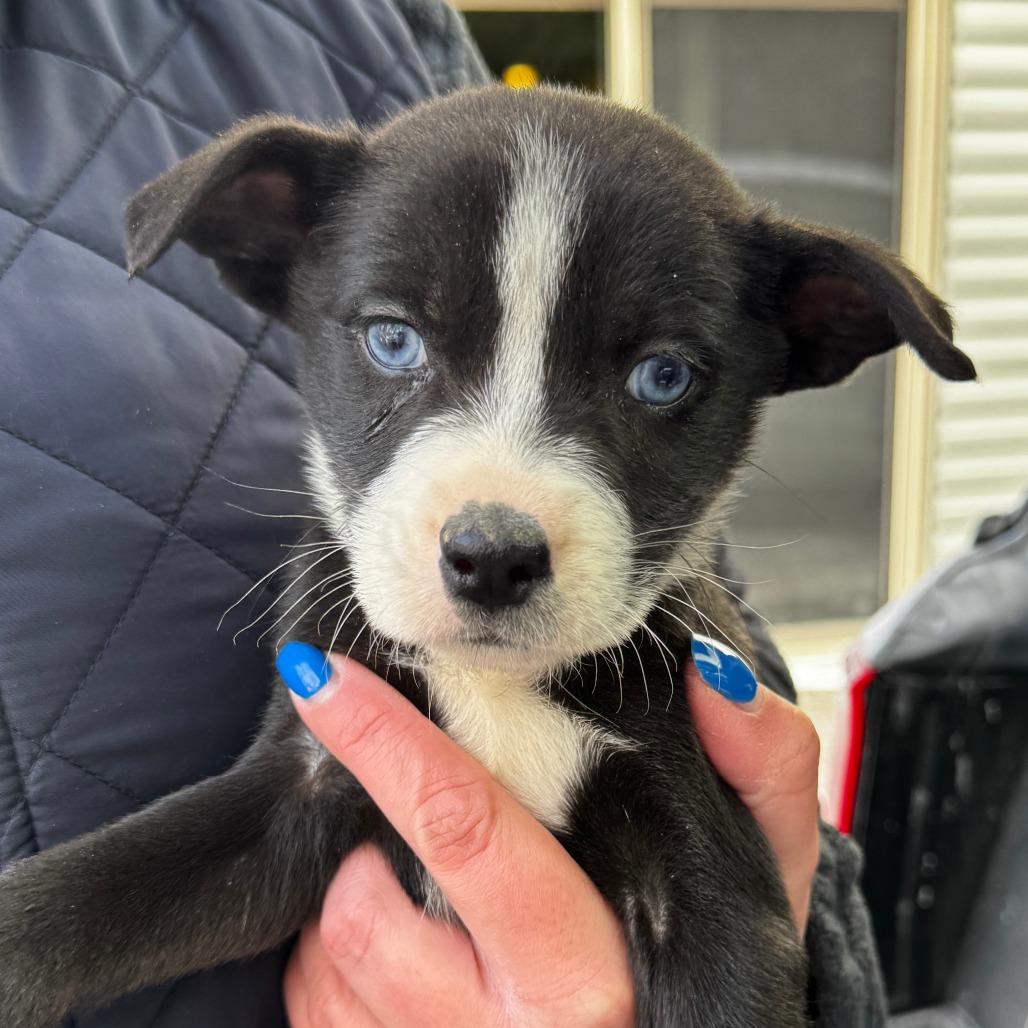 Enlarge NY Piper (Foster in Carmel), a Adoptable mixed breed in Carmel, NY image 2/3