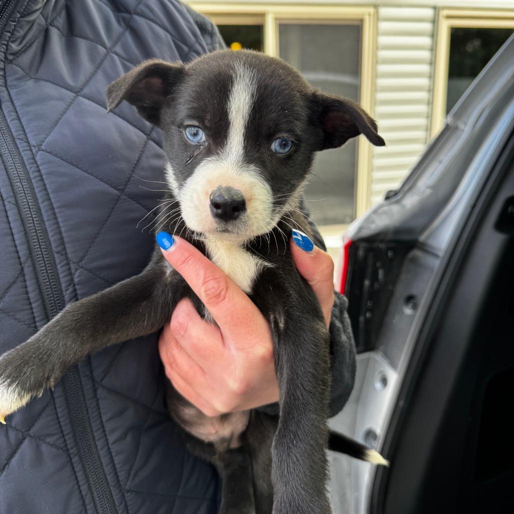 Enlarge NY Piper (Foster in Carmel), a Adoptable mixed breed in Carmel, NY image 3/3