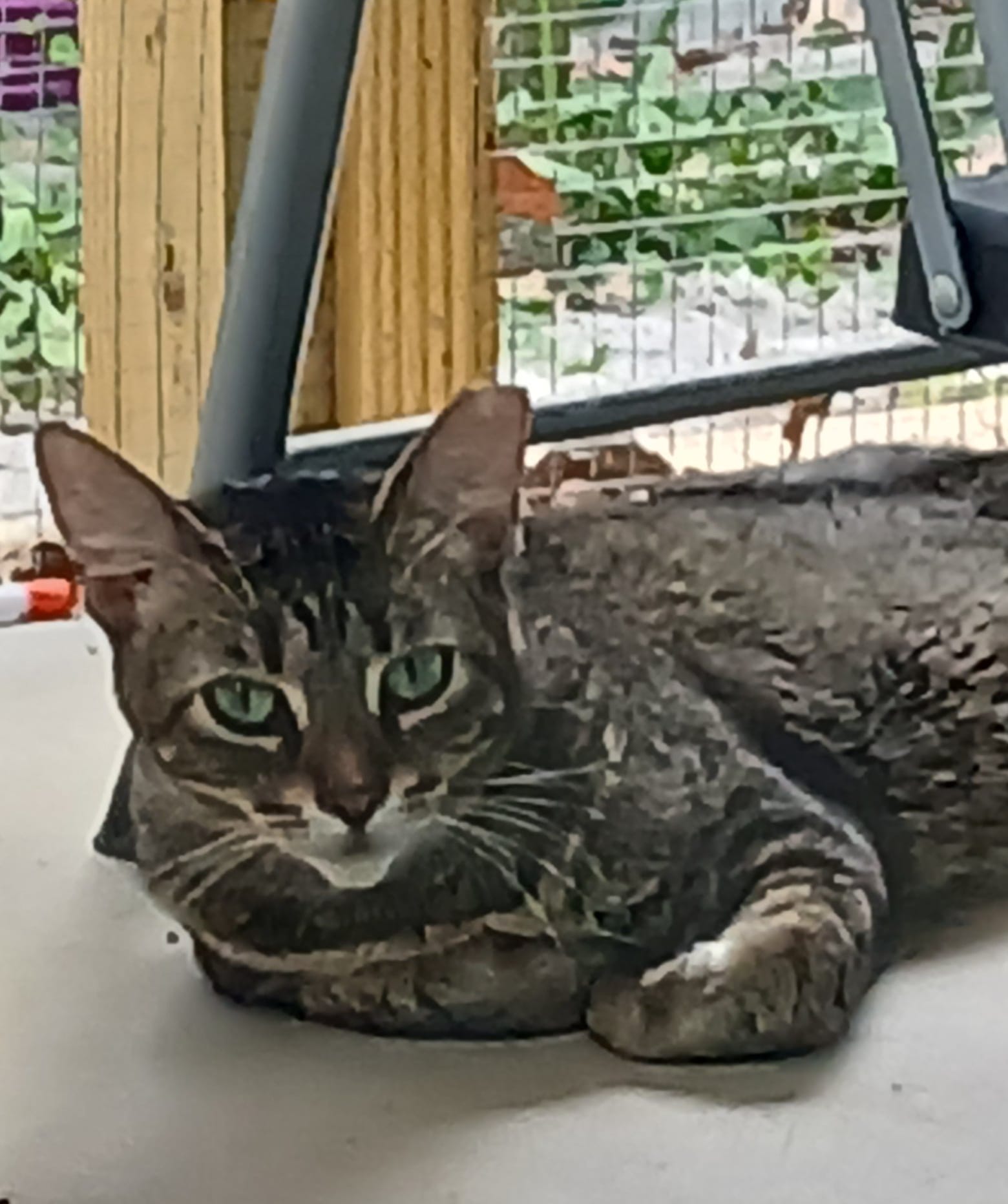 Maisie, Adoptable, Young Female American Shorthair.