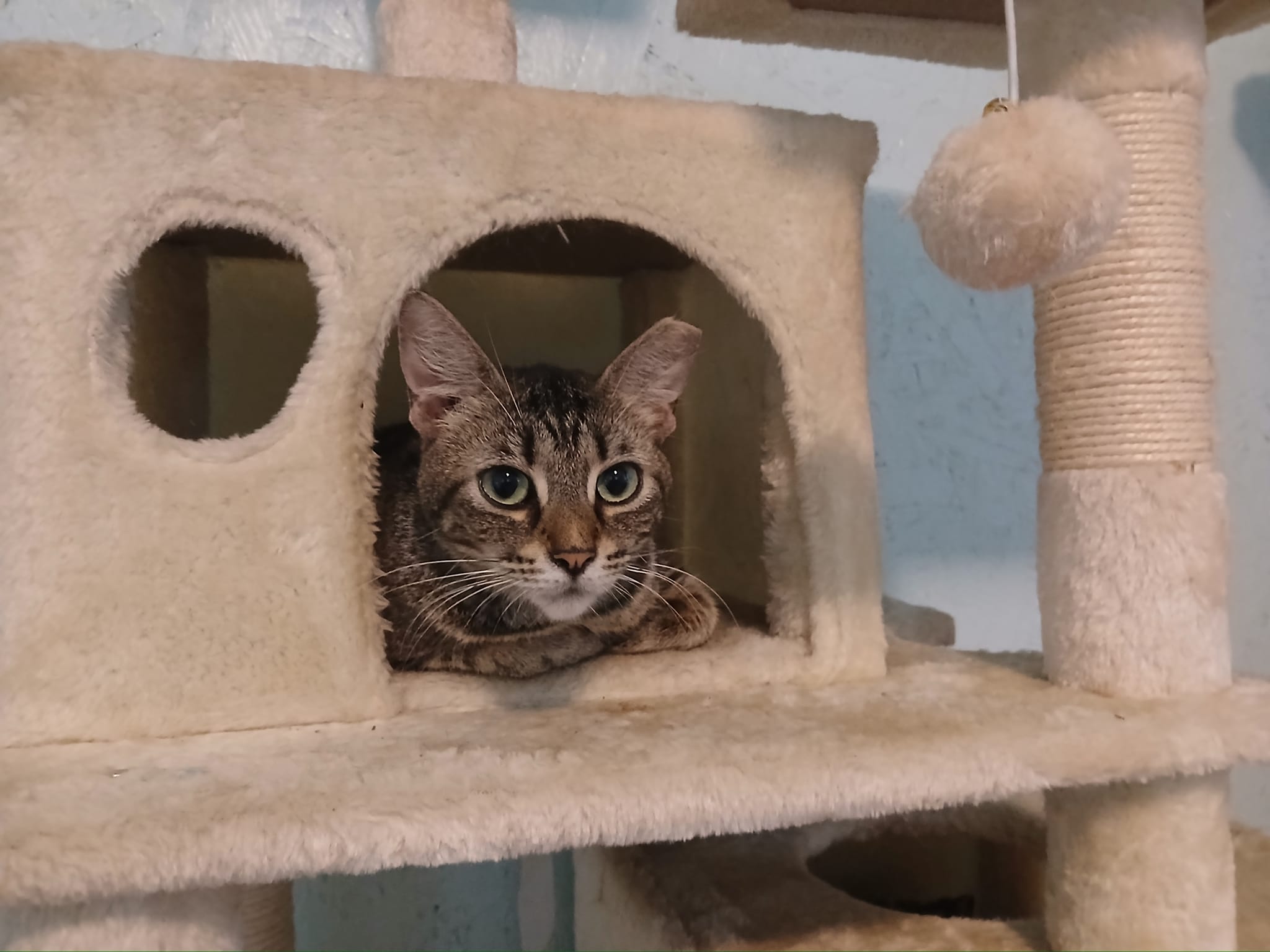 Enlarge Maisie, a Adoptable American Shorthair in Lakeland, FL image 2/3