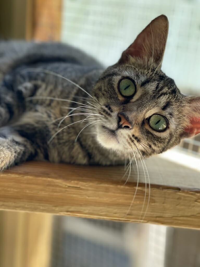 Enlarge Maisie, a Adoptable American Shorthair in Lakeland, FL image 3/3