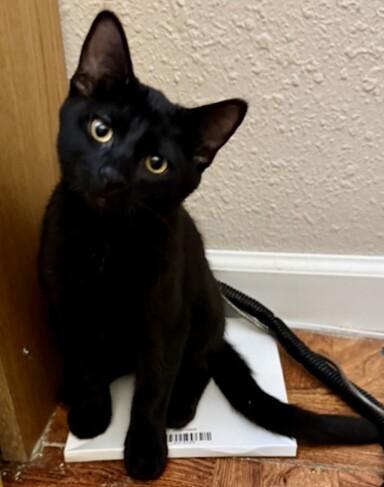 Enlarge Earl, a Adoptable Domestic Short Hair in Arlington, WA image 1/3