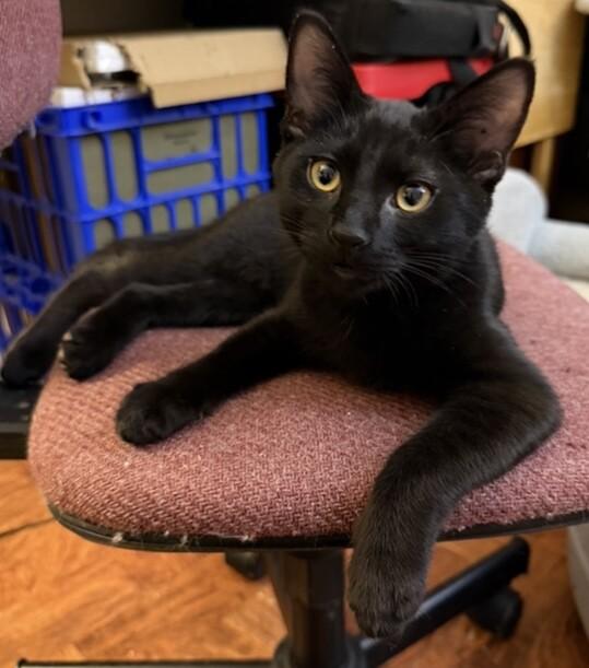 Enlarge Earl, a Adoptable Domestic Short Hair in Arlington, WA image 2/3