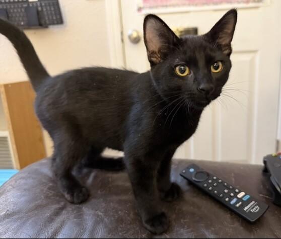 Enlarge Earl, a Adoptable Domestic Short Hair in Arlington, WA image 3/3