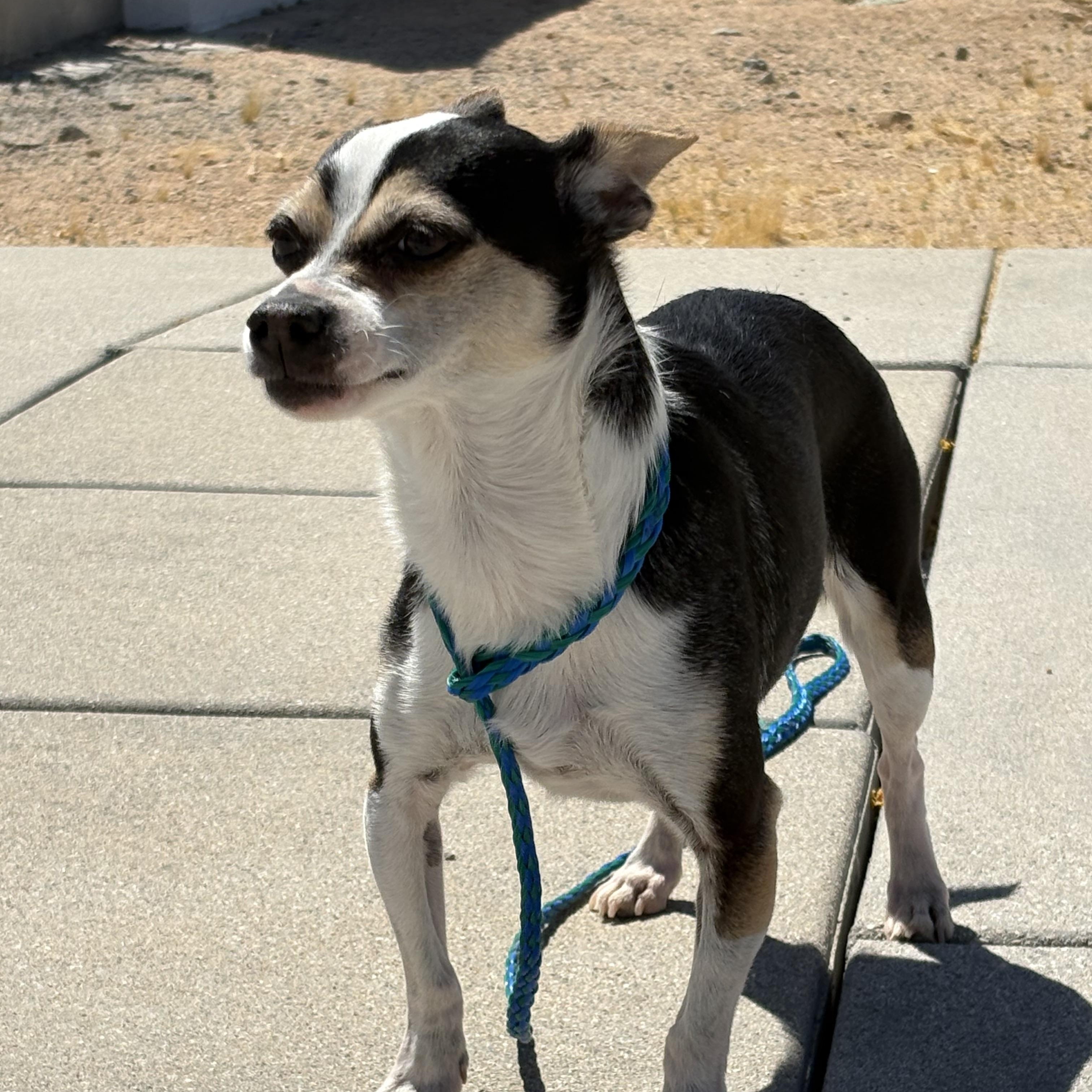 EVIE, an adopted Chihuahua in Joshua Tree, CA image 6/6