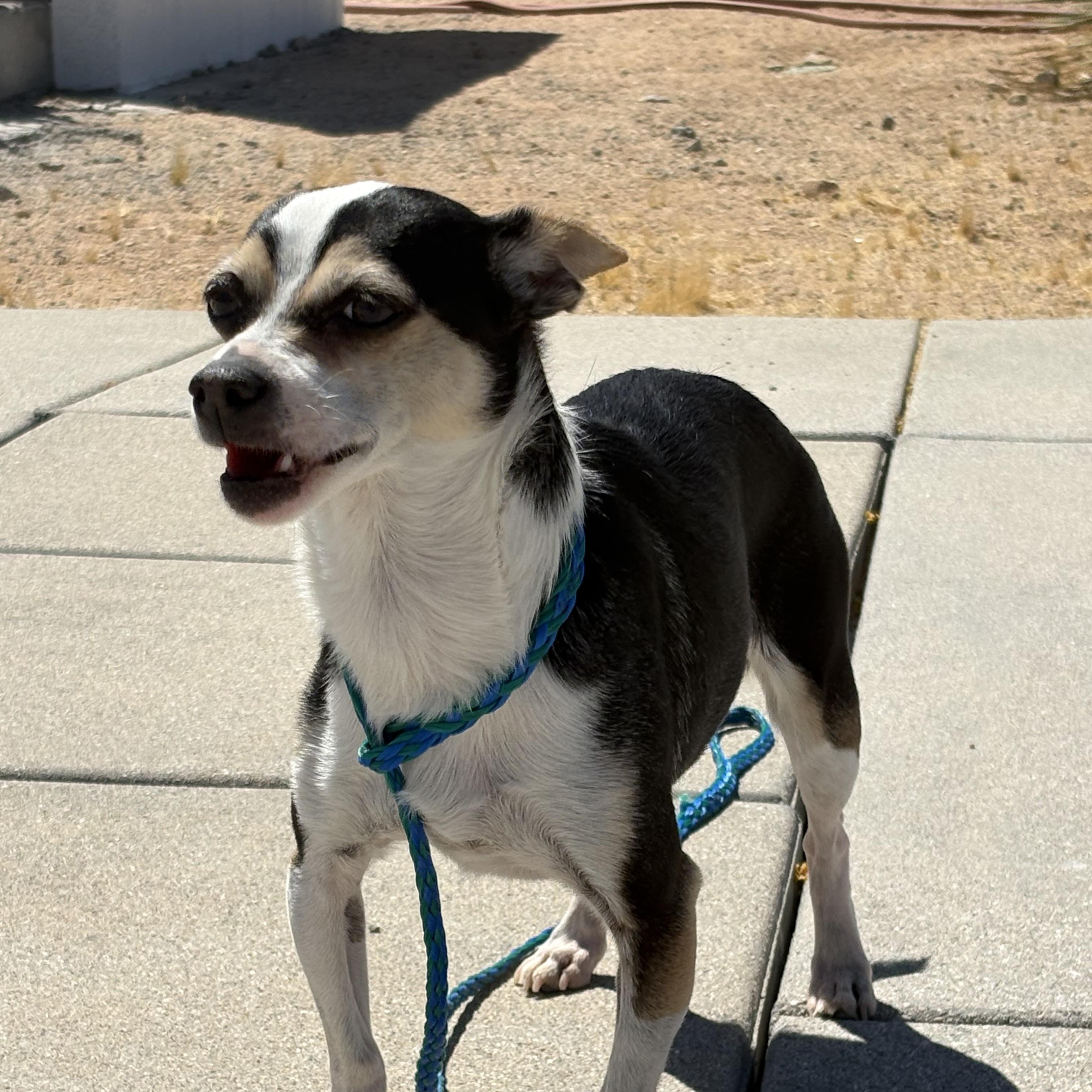 EVIE, an adopted Chihuahua in Joshua Tree, CA image 5/6