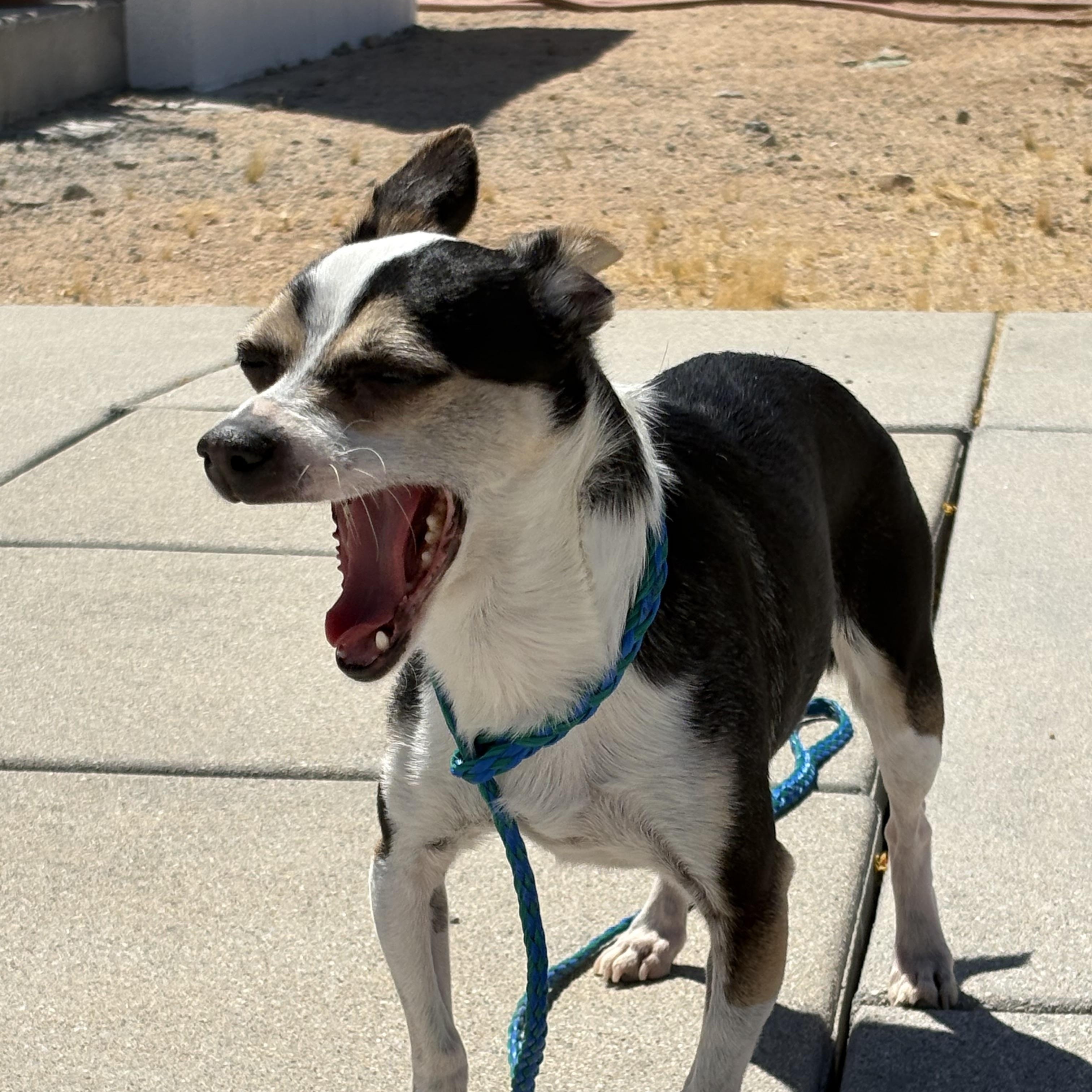 EVIE, an adopted Chihuahua in Joshua Tree, CA image 3/6