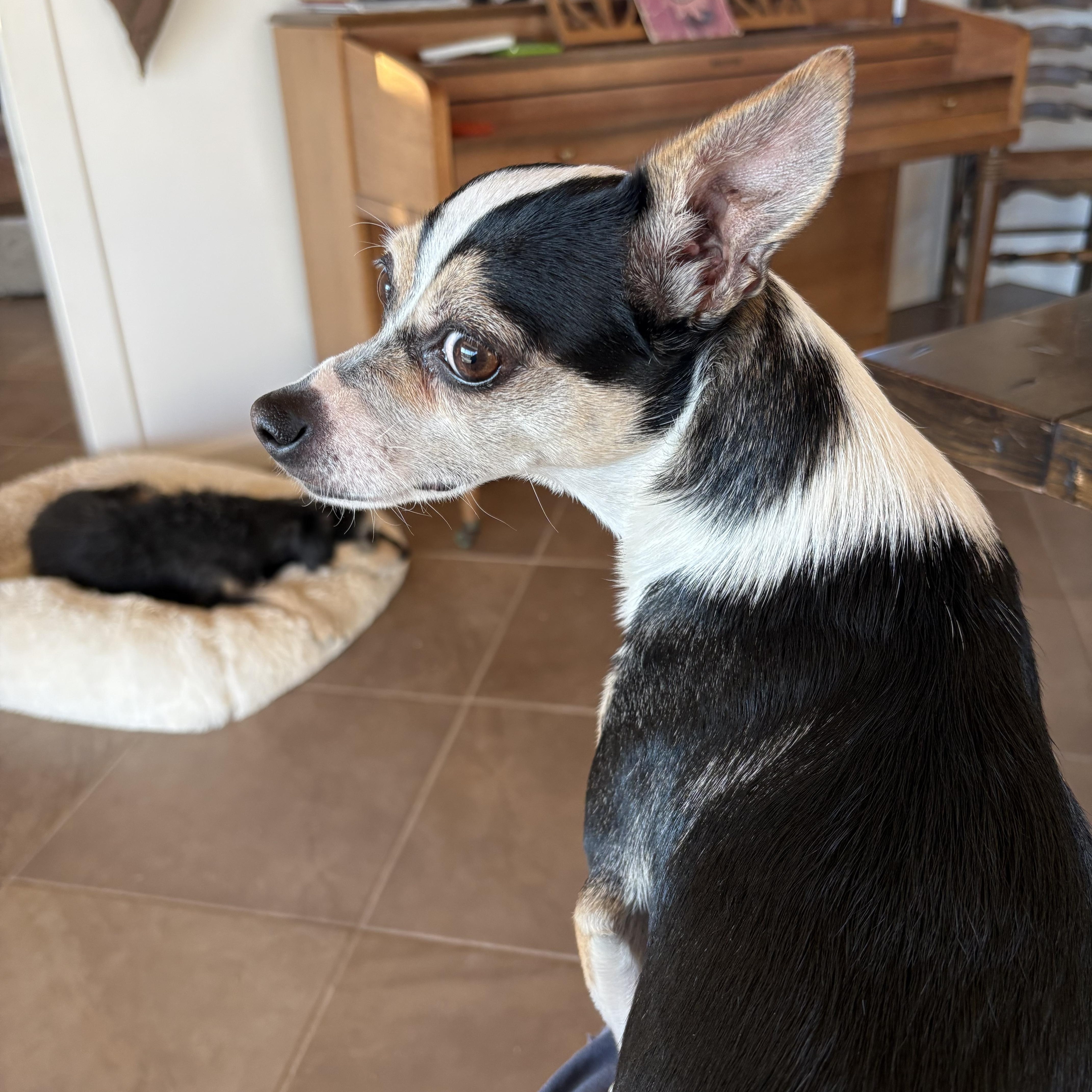EVIE, adopted, Adult Female Chihuahua.