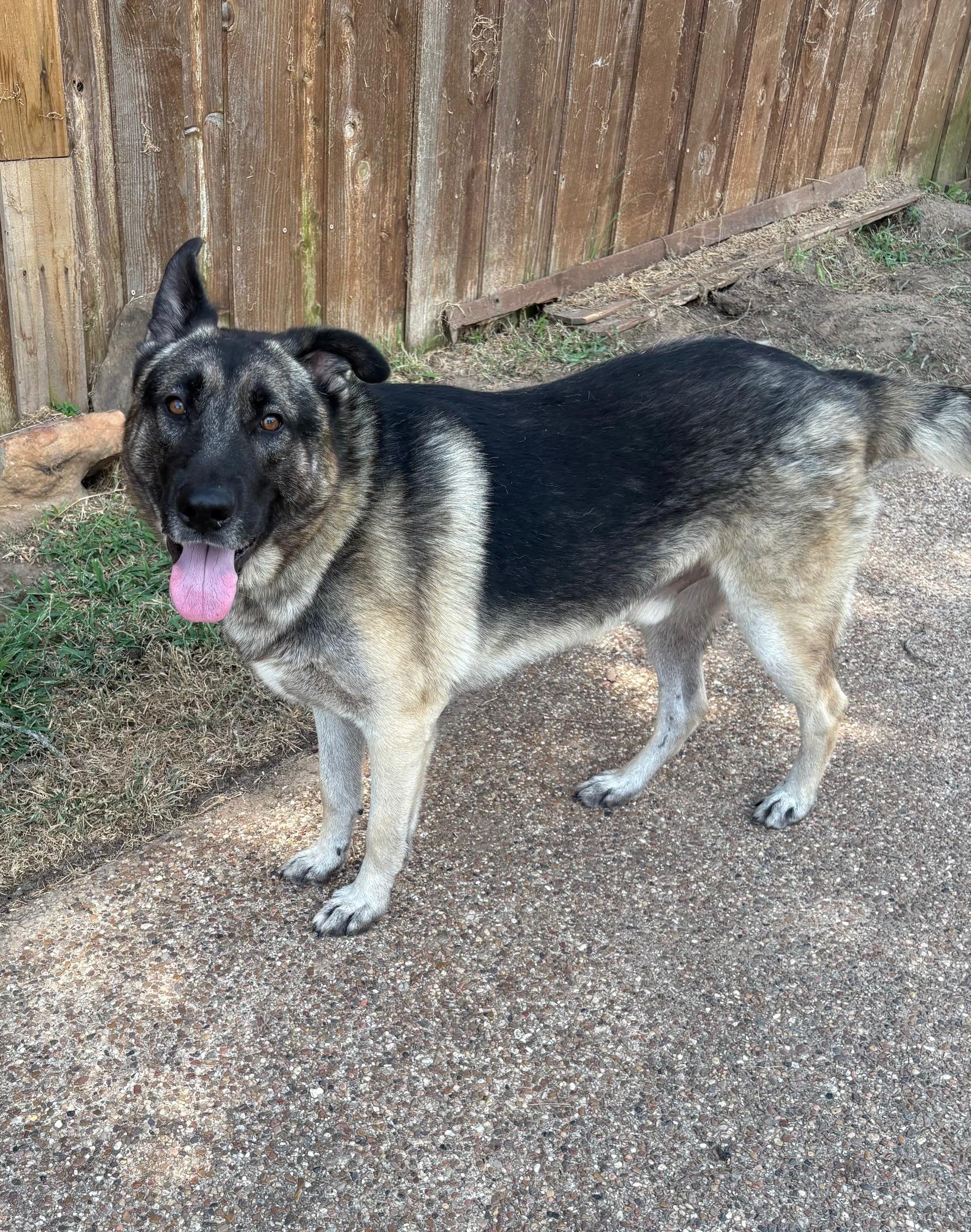 HARRY, adopted, Adult Male German Shepherd Dog.