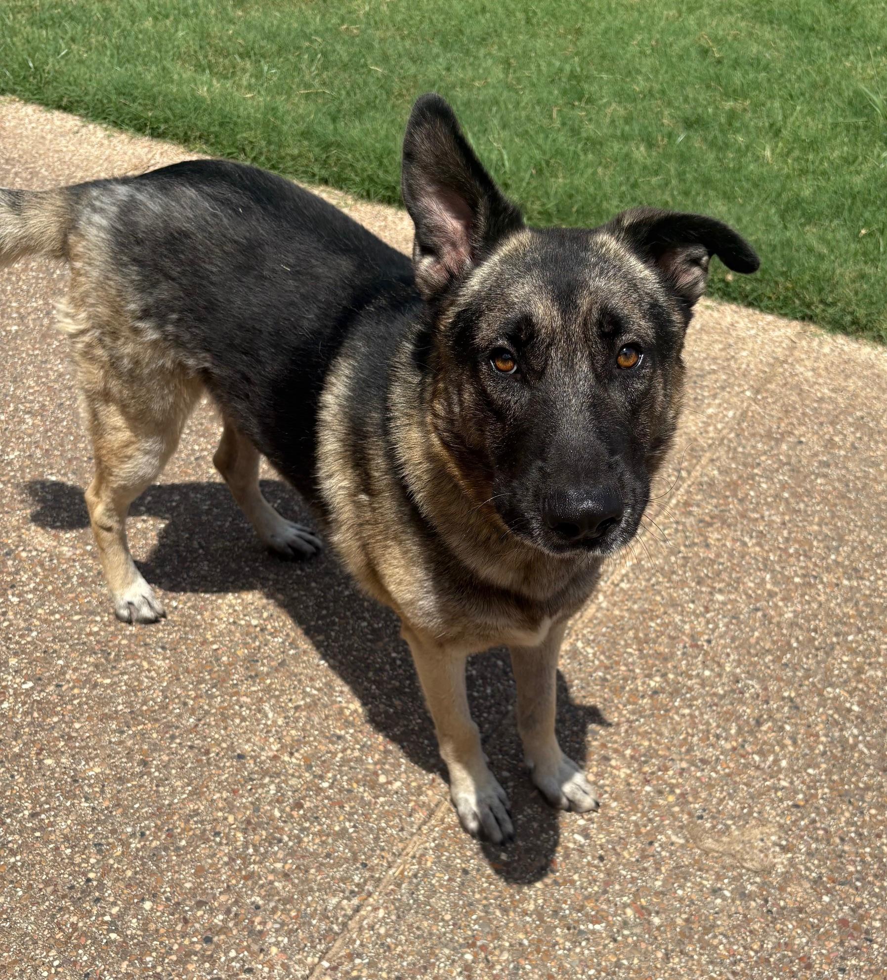 HARRY, an adopted German Shepherd Dog in Fort Worth , TX image 2/3