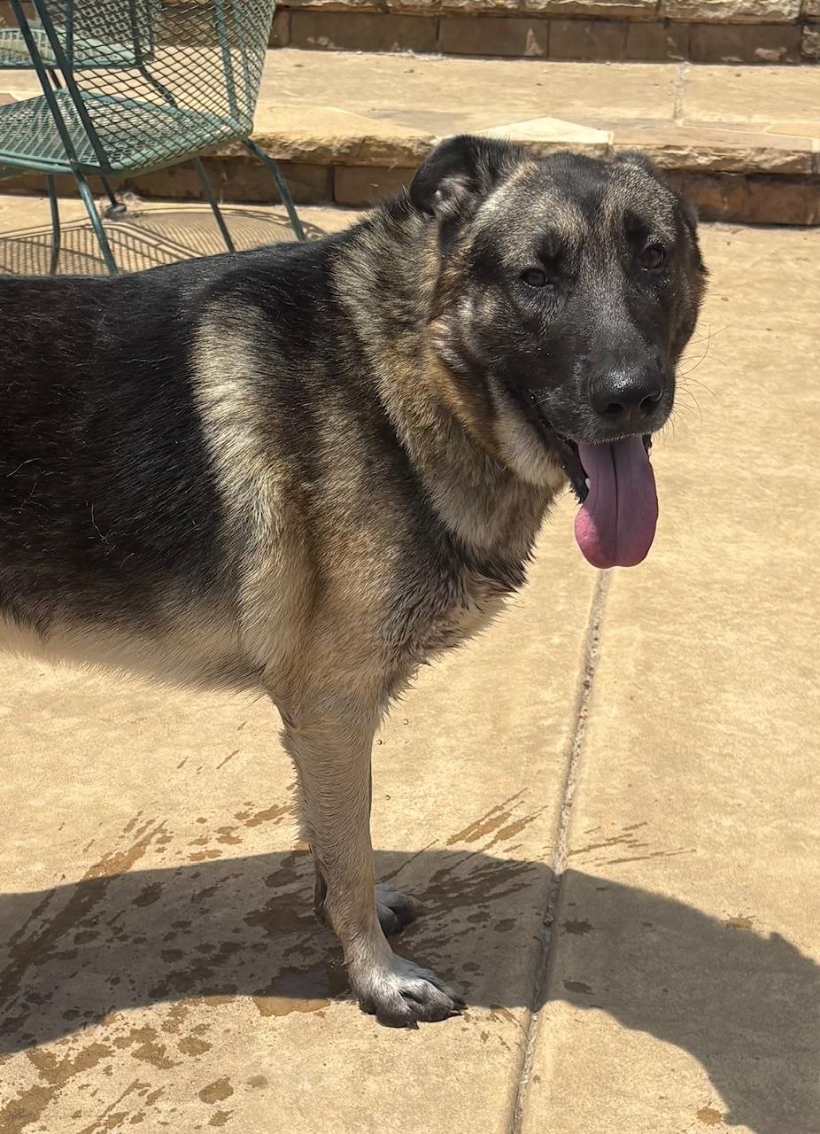 HARRY, an adopted German Shepherd Dog in Fort Worth , TX image 3/3