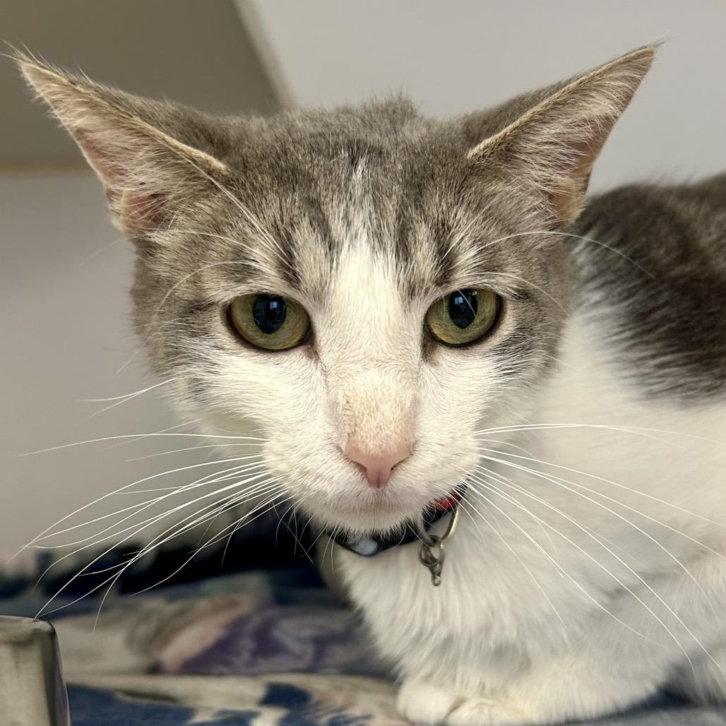Enlarge Lilac, a Adoptable Domestic Short Hair in St Joseph, MO image 1/1