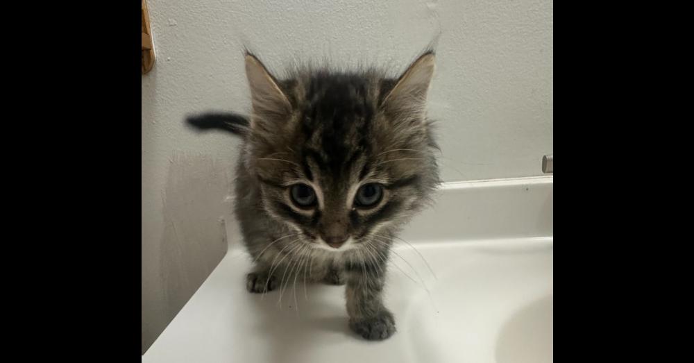 Enlarge Moose, a Adoptable mixed breed in Union Grove, WI image 1/1