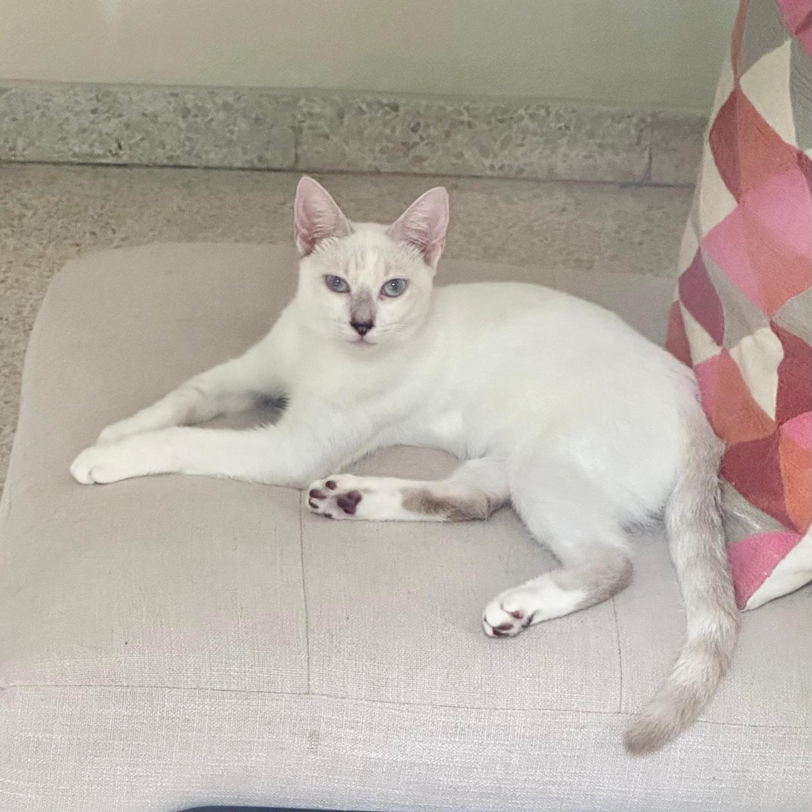 Enlarge Blue, an adoptable Siamese in Warren, NJ image 1/1