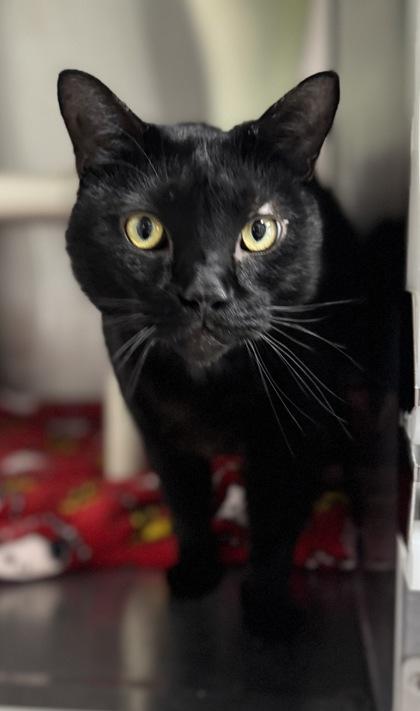 Bones, Adoptable, Adult Male Domestic Short Hair & Domestic Short Hair.
