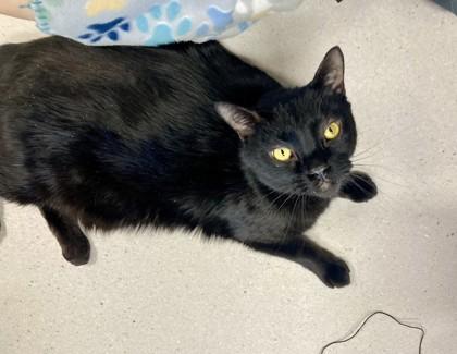 Enlarge Bones, a Adoptable mixed breed in Missoula, MT image 2/3