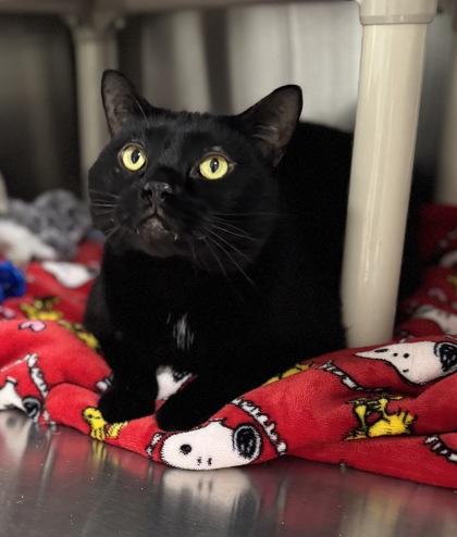 Enlarge Bones, a Adoptable mixed breed in Missoula, MT image 3/3