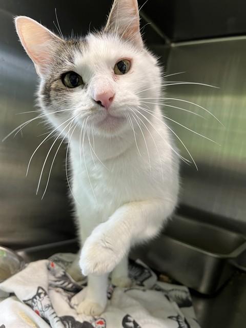 CAPTAIN, Adoptable, Young Male Domestic Short Hair.