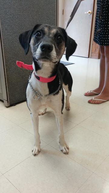BEAUTY, Adopted, Senior Female Hound.
