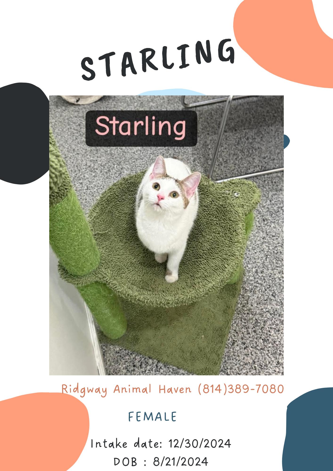 Enlarge Starling, a Adoptable American Shorthair in Ridgway, PA image 1/1