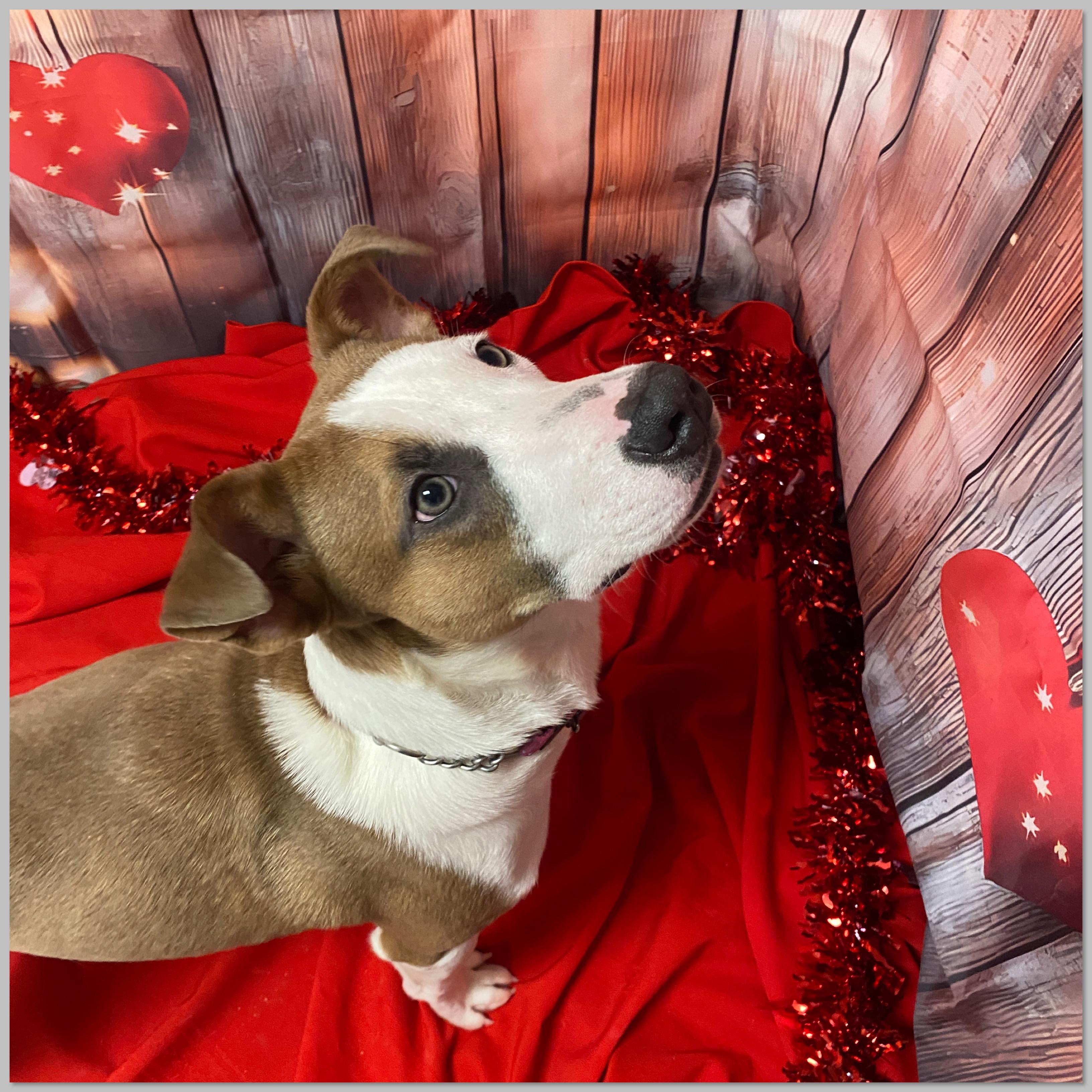 Chucky, a Adoptable Mixed Breed in Elyria, OH image 3/4