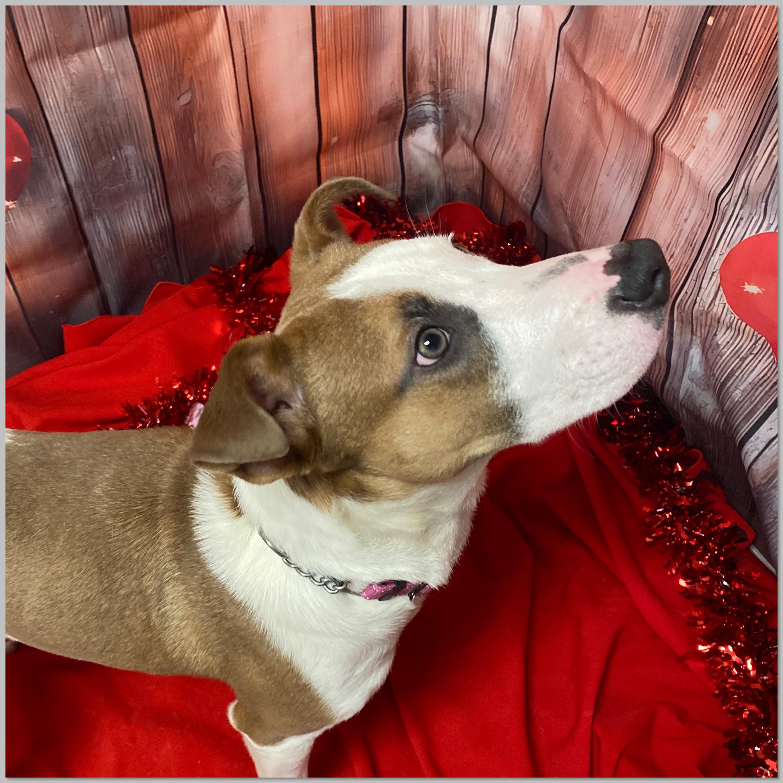 Chucky, a Adoptable Mixed Breed in Elyria, OH image 4/4