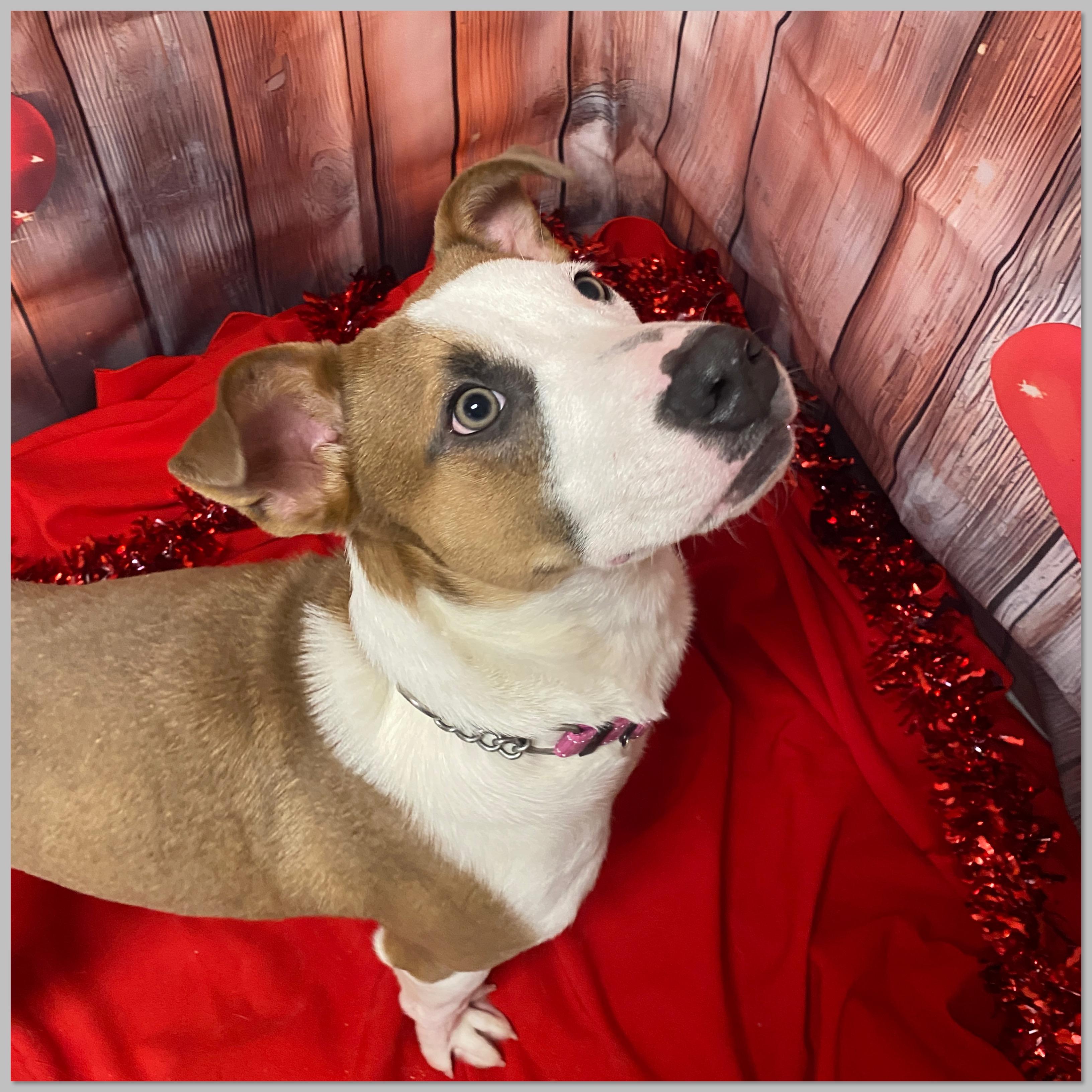 Chucky, a Adoptable Mixed Breed in Elyria, OH image 2/4