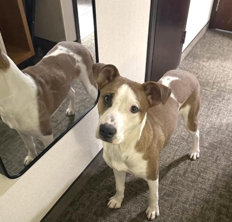 Chucky, a Adoptable Mixed Breed in Elyria, OH image 1/4