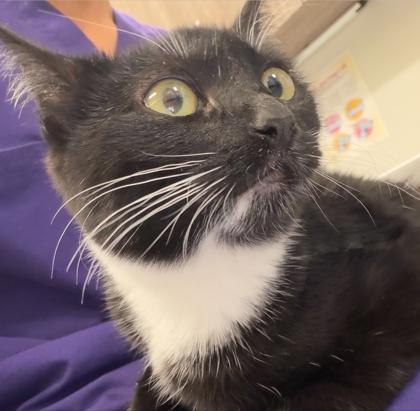 Belly, a Adoptable mixed breed in Grapevine, TX image 1/4