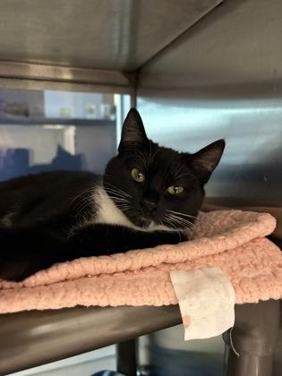 Belly, a Adoptable mixed breed in Grapevine, TX image 4/4