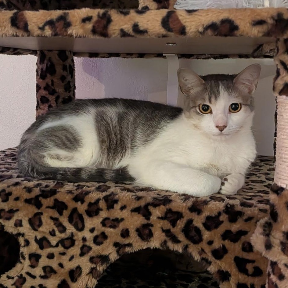 Enlarge Haushinka, a ADOPTABLE Domestic Short Hair in Maple Shade, NJ image 2/5
